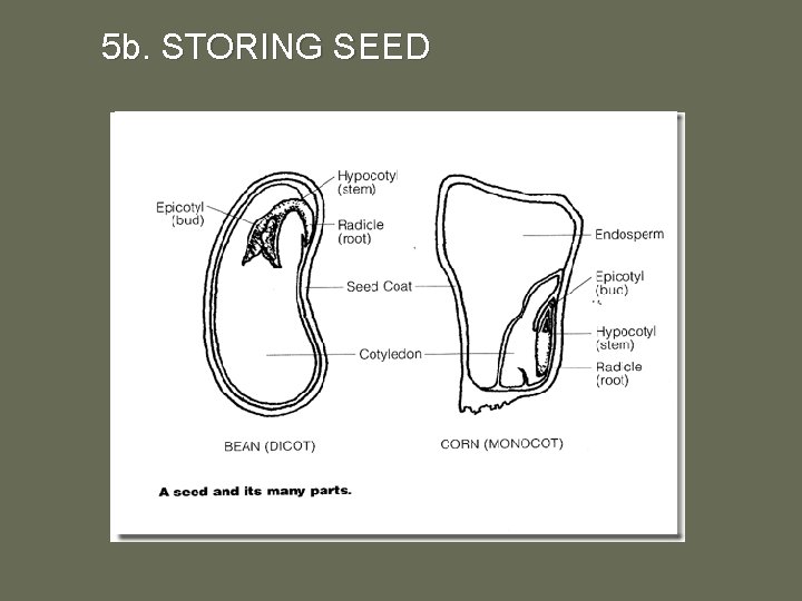 5 b. STORING SEED 