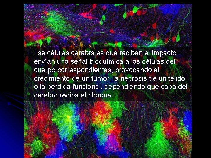 Las células cerebrales que reciben el impacto envían una señal bioquímica a las células