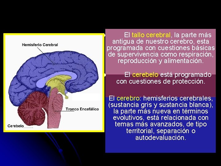 l l El tallo cerebral, la parte más antigua de nuestro cerebro, esta programada