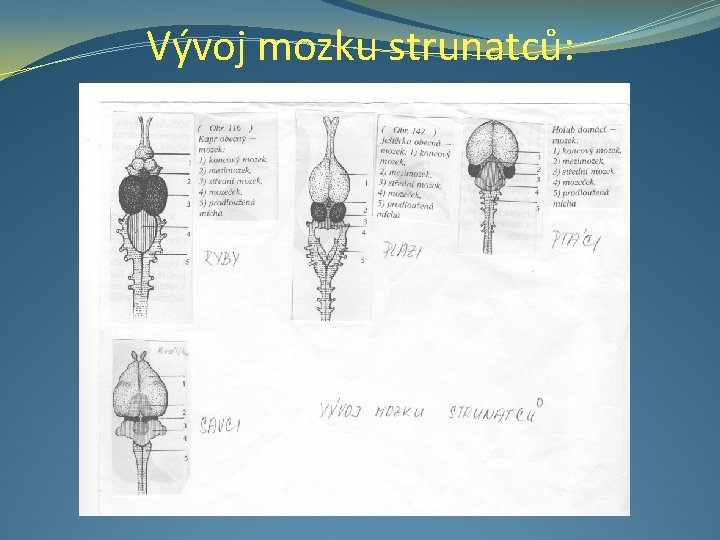 Vývoj mozku strunatců: 