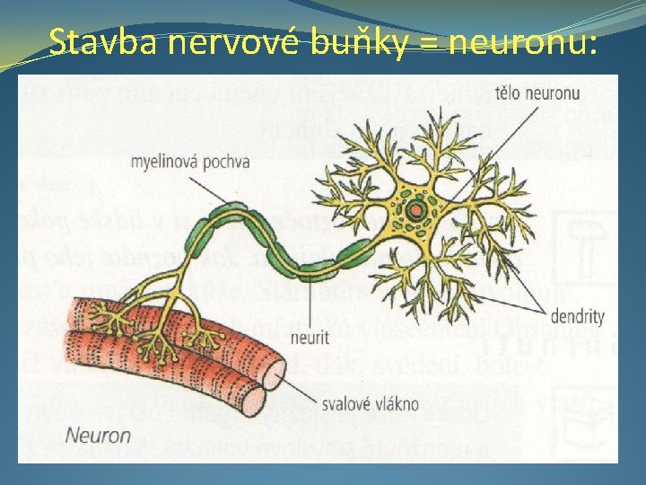 Stavba nervové buňky = neuronu: 