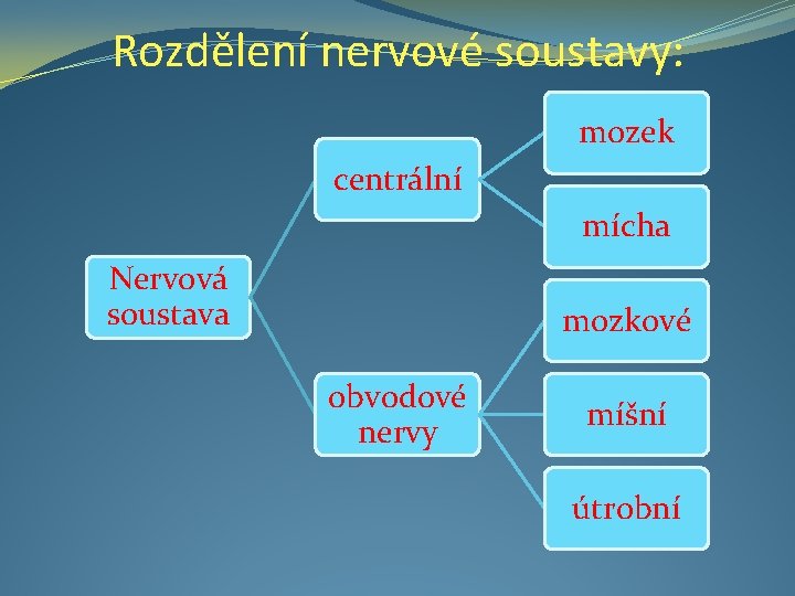 Rozdělení nervové soustavy: mozek centrální mícha Nervová soustava mozkové obvodové nervy míšní útrobní 