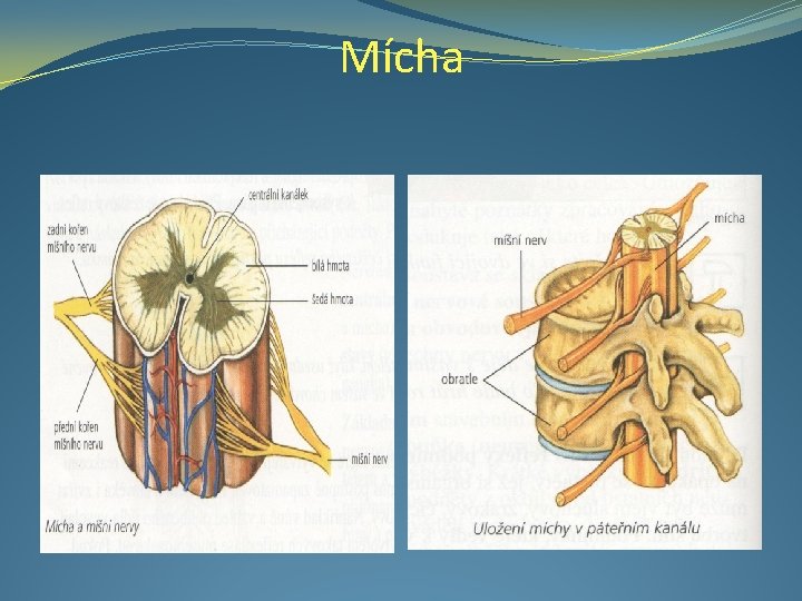 Mícha 