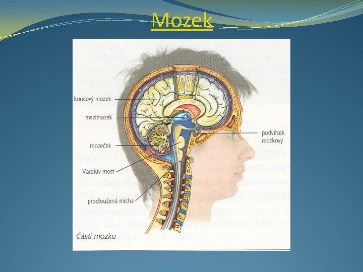 Mozek 