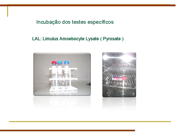 Incubação dos testes específicos LAL: Limulus Amoebocyte Lysate ( Pyrosate ) Incubação dos testes específicos LAL: Limulus Amoebocyte Lysate ( Pyrosate )