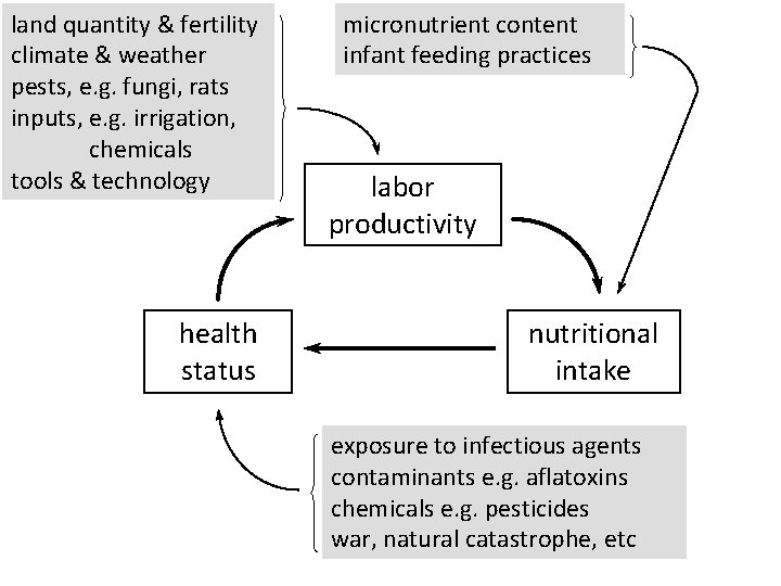 land quantity & fertility climate & weather pests, e. g. fungi, rats inputs, e.