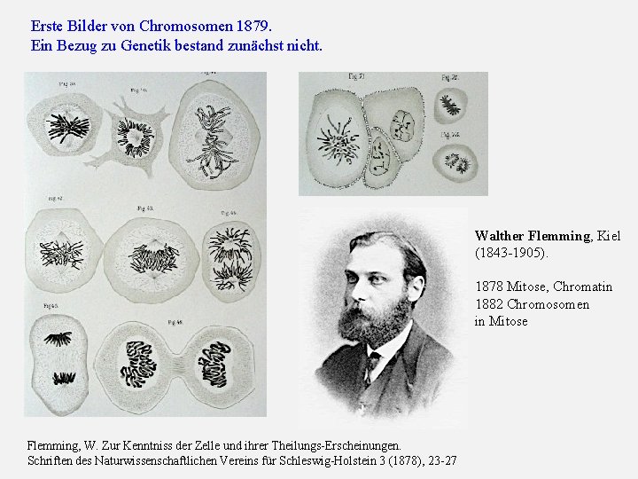 Erste Bilder von Chromosomen 1879. Ein Bezug zu Genetik bestand zunächst nicht. Walther Flemming,