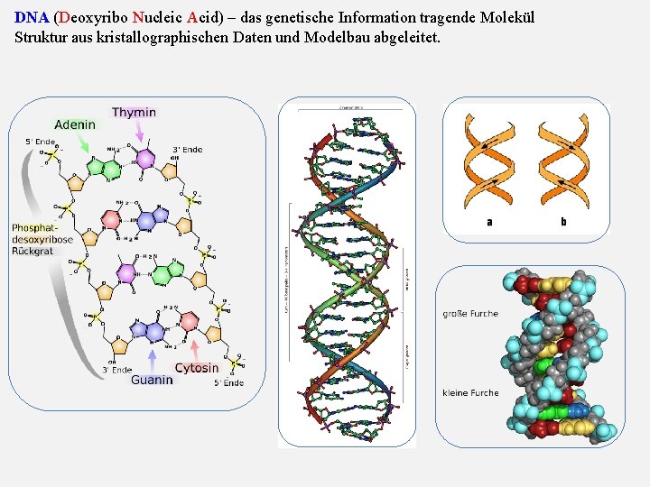 DNA (Deoxyribo Nucleic Acid) – das genetische Information tragende Molekül Struktur aus kristallographischen Daten