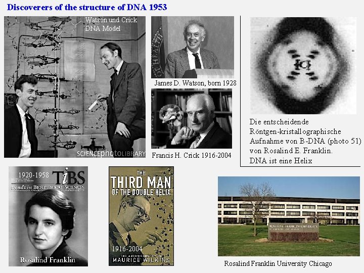 Discoverers of the structure of DNA 1953 Watson und Crick DNA Model James D.