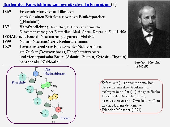 Stufen der Entwicklung zur genetischen Information (1) 1869 1871 Friedrich Miescher in Tübingen entdeckt