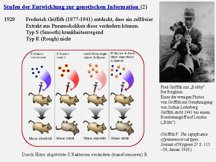 Stufen der Entwicklung zur genetischen Information (2) 1928 Frederick Griffith (1877 -1941) entdeckt, dass