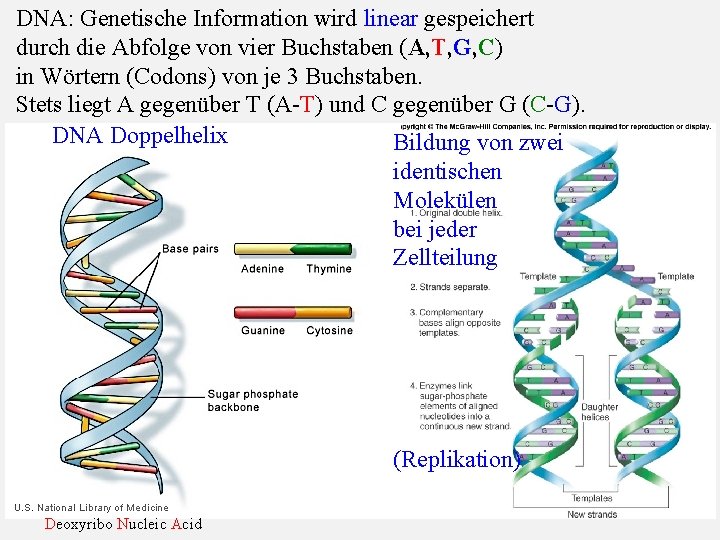 DNA: Genetische Information wird linear gespeichert durch die Abfolge von vier Buchstaben (A, T,