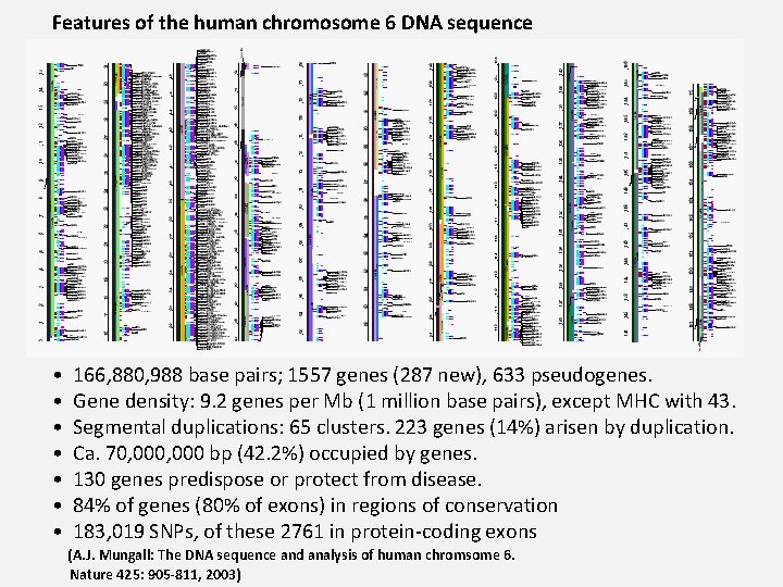 Features of the human chromosome 6 DNA sequence • • 166, 880, 988 base