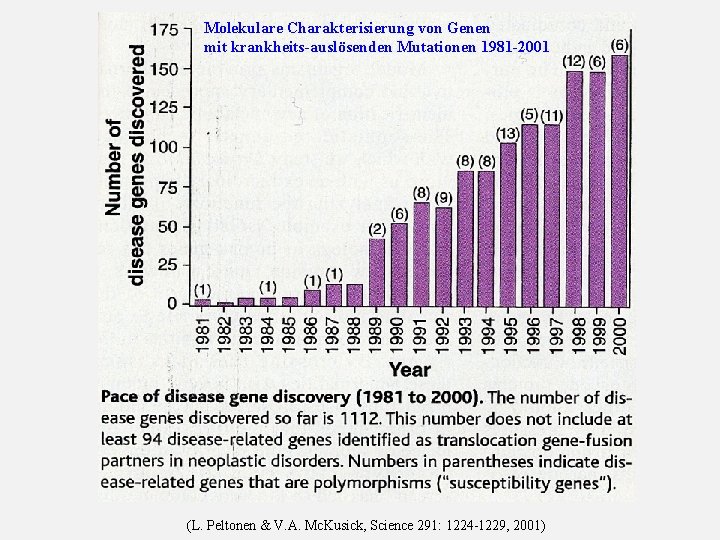 Molekulare Charakterisierung von Genen mit krankheits-auslösenden Mutationen 1981 -2001 (L. Peltonen & V. A.