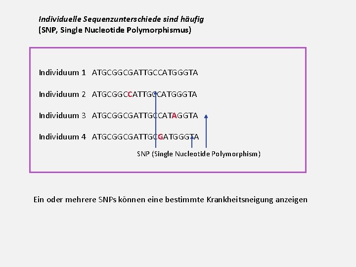 Individuelle Sequenzunterschiede sind häufig (SNP, Single Nucleotide Polymorphismus) Individuum 1 ATGCGGCGATTGCCATGGGTA Individuum 2 ATGCGGCCATTGCCATGGGTA