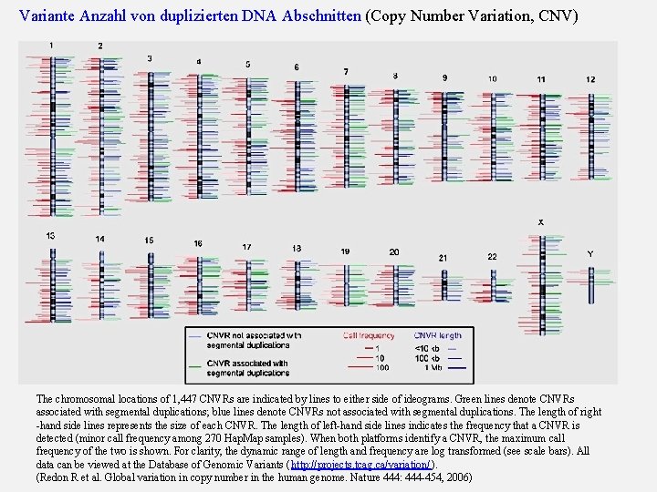 Variante Anzahl von duplizierten DNA Abschnitten (Copy Number Variation, CNV) The chromosomal locations of