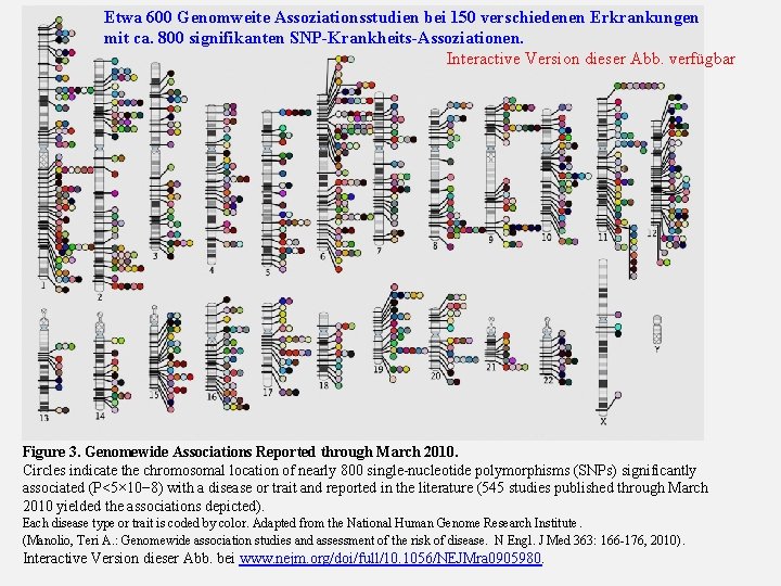 Etwa 600 Genomweite Assoziationsstudien bei 150 verschiedenen Erkrankungen mit ca. 800 signifikanten SNP-Krankheits-Assoziationen. Interactive