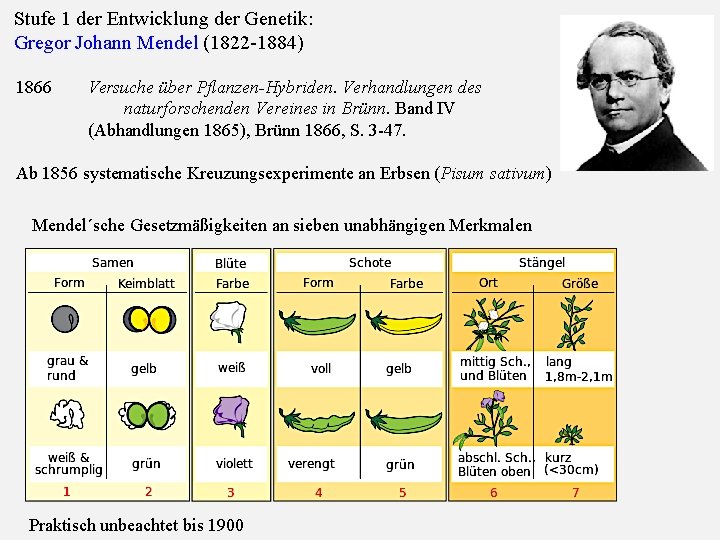 Stufe 1 der Entwicklung der Genetik: Gregor Johann Mendel (1822 -1884) 1866 Versuche über