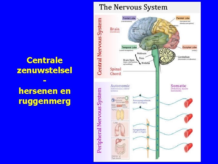 Centrale zenuwstelsel hersenen en ruggenmerg 