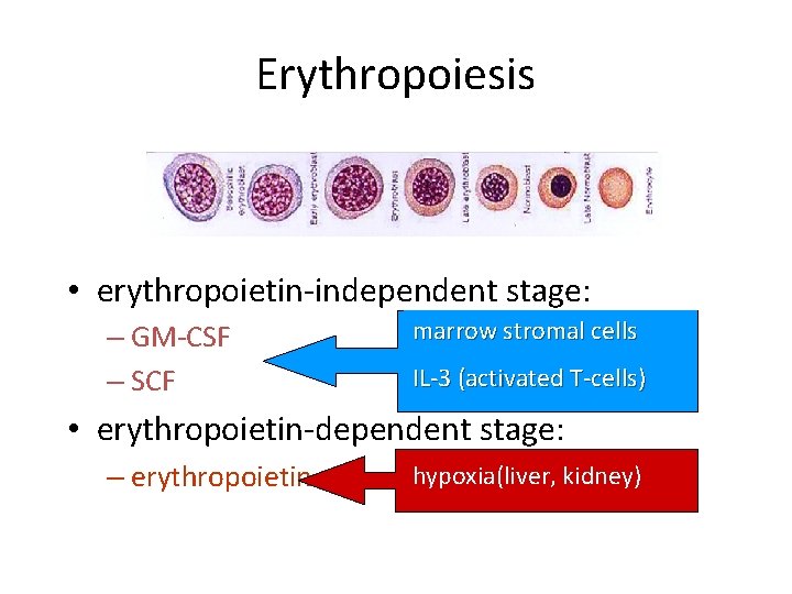 Erythropoiesis • erythropoietin-independent stage: – GM-CSF – SCF marrow stromal cells IL-3 (activated T-cells)