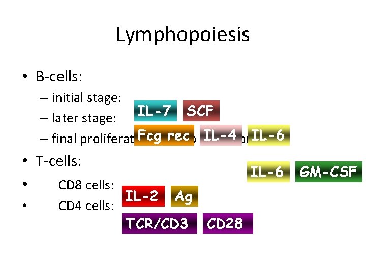 Lymphopoiesis • B-cells: – initial stage: – later stage: IL-7 SCF Fcg rec IL-4