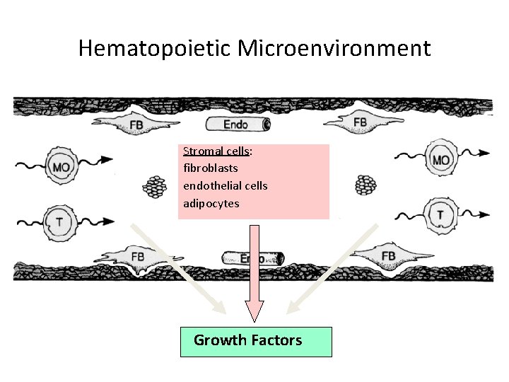 Hematopoietic Microenvironment Stromal cells: fibroblasts endothelial cells adipocytes Growth Factors 