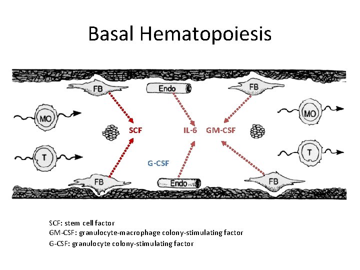 Basal Hematopoiesis SCF IL-6 GM-CSF G-CSF SCF: stem cell factor GM-CSF: granulocyte-macrophage colony-stimulating factor