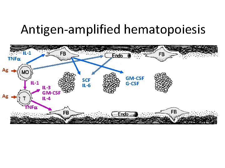 Antigen-amplified hematopoiesis TNFa IL-1 Ag TNFa IL-3 GM-CSF IL-4 SCF IL-6 GM-CSF G-CSF 