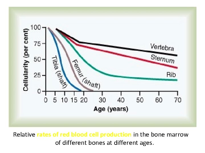 Relative rates of red blood cell production in the bone marrow of different bones