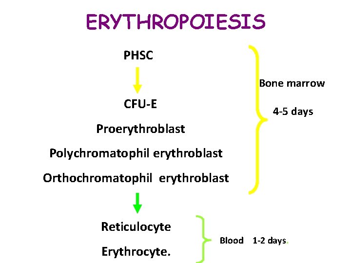 ERYTHROPOIESIS PHSC CFU-E Bone marrow 4 -5 days Proerythroblast Polychromatophil erythroblast Orthochromatophil erythroblast Reticulocyte