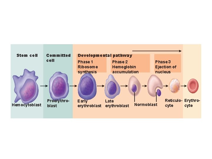 Stem cell Hemocytoblast Committed cell Developmental pathway Proerythroblast Early Late erythroblast Phase 1 Ribosome