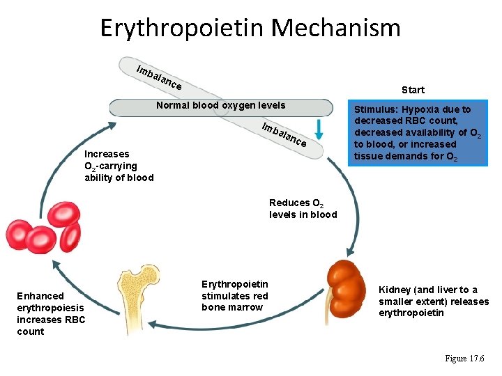 Erythropoietin Mechanism Imb ala nce Start Normal blood oxygen levels Imb ala nce Increases