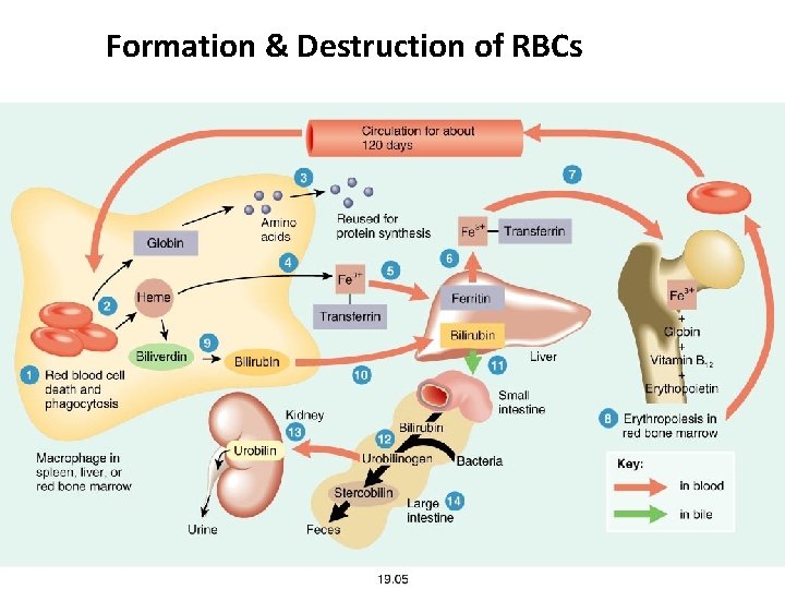 Formation & Destruction of RBCs 