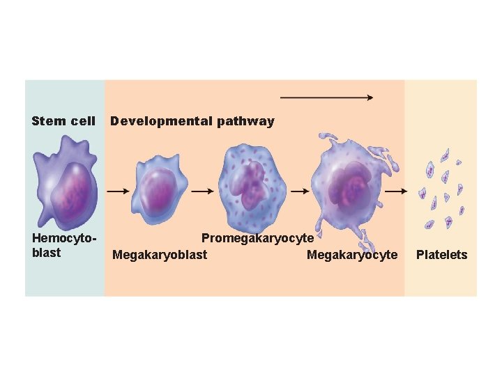 Stem cell Developmental pathway Hemocytoblast Promegakaryocyte Megakaryoblast Megakaryocyte Platelets 