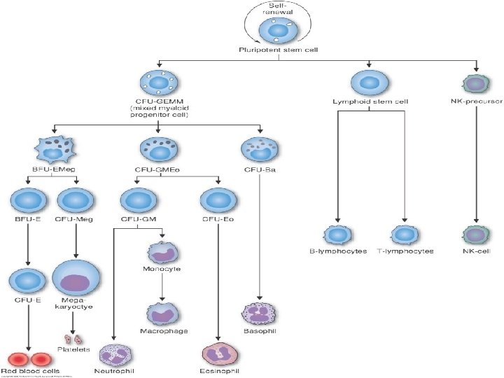 HEMATOPOIESIS dr Sri Lestari Sulistyo Rini MSc Hematopoiesis