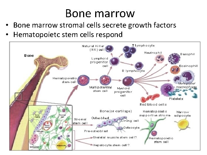 Bone marrow • Bone marrow stromal cells secrete growth factors • Hematopoietc stem cells