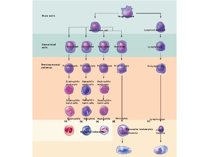 Stem cells Hemocytoblast Lymphoid stem cell Myeloid stem cell Committed cells Developmental pathway Myeloblast