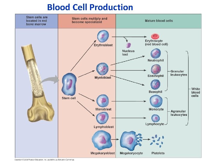 Blood Cell Production 