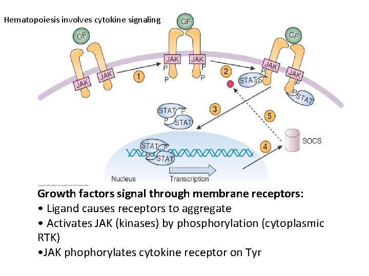 Hematopoiesis involves cytokine signaling Growth factors signal through membrane receptors: • Ligand causes receptors