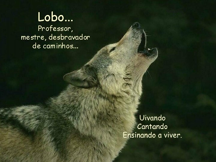 Lobo. . . Professor, mestre, desbravador de caminhos. . . 