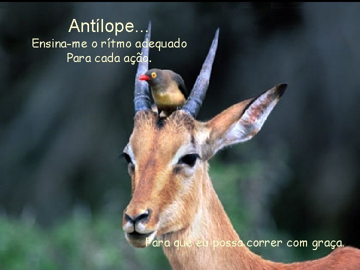 Antílope. . . Ensina-me o rítmo adequado Para cada ação. Para que eu possa