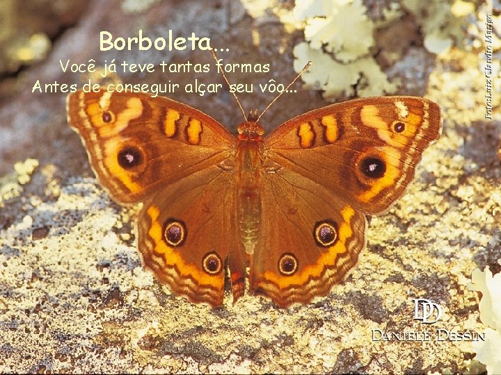 Borboleta. . . Você já teve tantas formas Antes de conseguir alçar seu vôo.