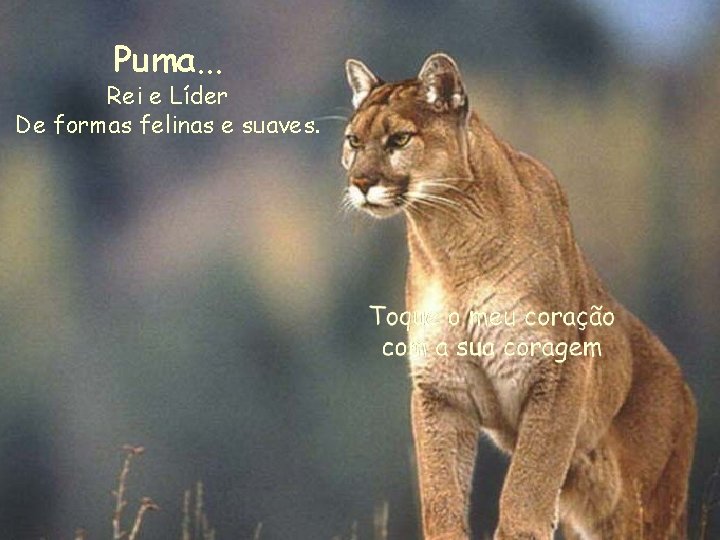 Puma. . . Rei e Líder De formas felinas e suaves. 