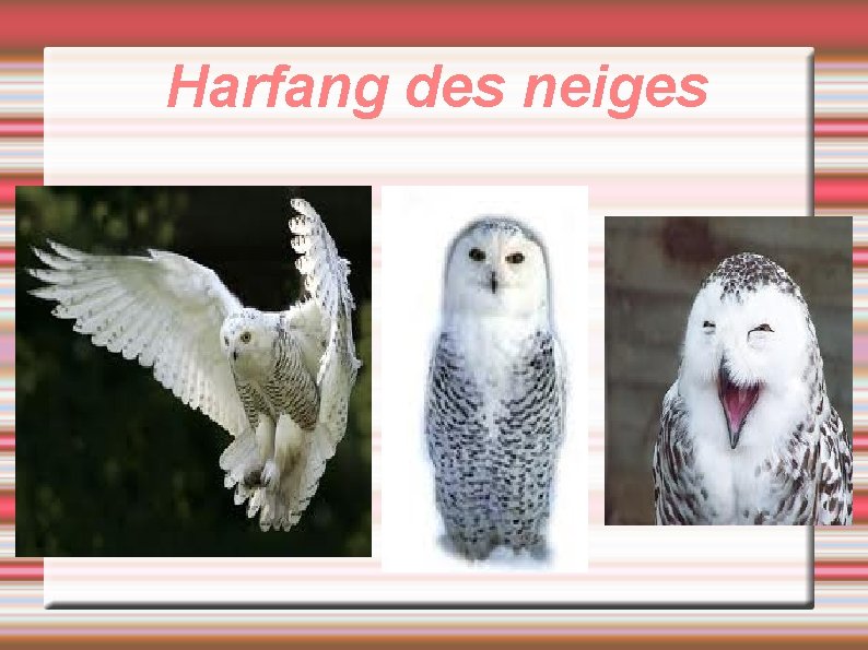 Harfang des neiges 