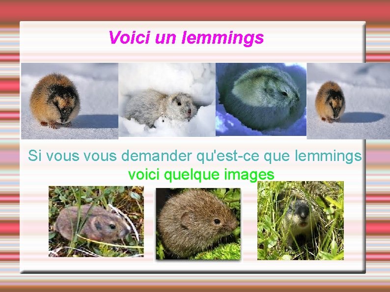 Voici un lemmings Si vous demander qu'est-ce que lemmings voici quelque images 