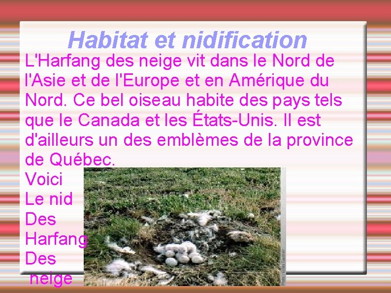 Habitat et nidification L'Harfang des neige vit dans le Nord de l'Asie et de