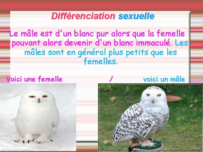 Différenciation sexuelle Le mâle est d'un blanc pur alors que la femelle pouvant alors