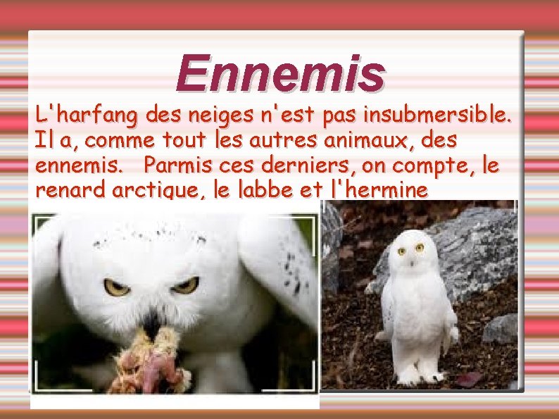 Ennemis L'harfang des neiges n'est pas insubmersible. Il a, comme tout les autres animaux,