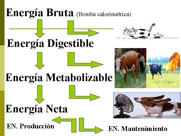 Energía Bruta (Bomba calorimétrica) Energía Digestible Energía Metabolizable Energía Neta EN. Producción EN. Mantenimiento