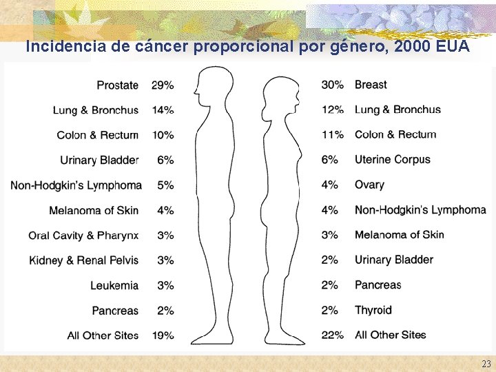 Incidencia de cáncer proporcional por género, 2000 EUA 23 Incidencia de cáncer proporcional por género, 2000 EUA 23